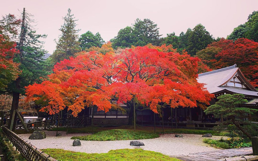 Chiêm ngưỡng cây phong 400 tuổi ở Nhật Bản