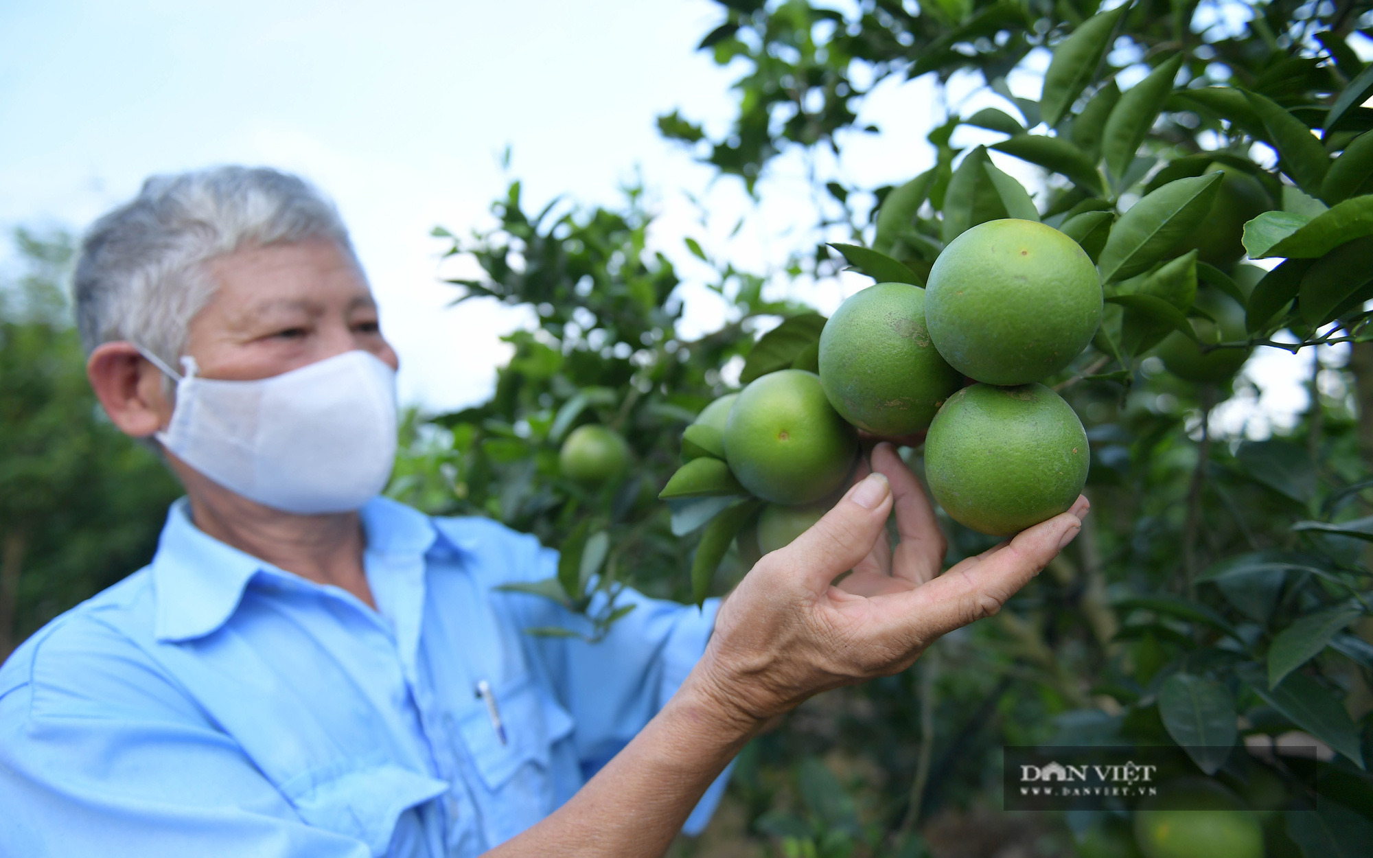 Clip: Nguồn “Quỹ vàng” giúp nông dân Hưng Yên trồng cam đặc sản thu hàng trăm triệu mỗi năm
