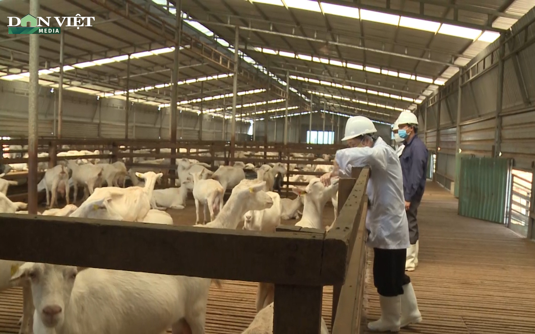 Nuôi dê lấy sữa: Hướng đi mới cho nông dân ở Kon Tum