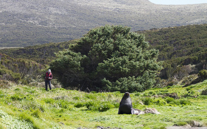 Cây thông được Guinness công nhận là "cây cô đơn nhất thế giới"