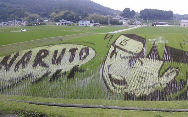 Chuyến hành trình tham quan những cánh đồng lúa "đẹp như tranh vẽ" tại Nhật Bản