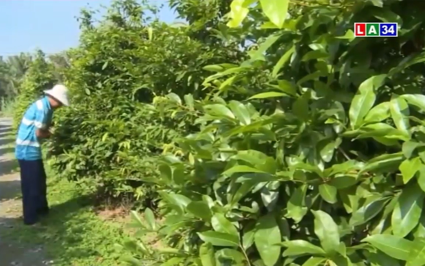 Đồng Nai: Giúp nông dân đầu tư đèn kích thích cây thanh long trái vụ
