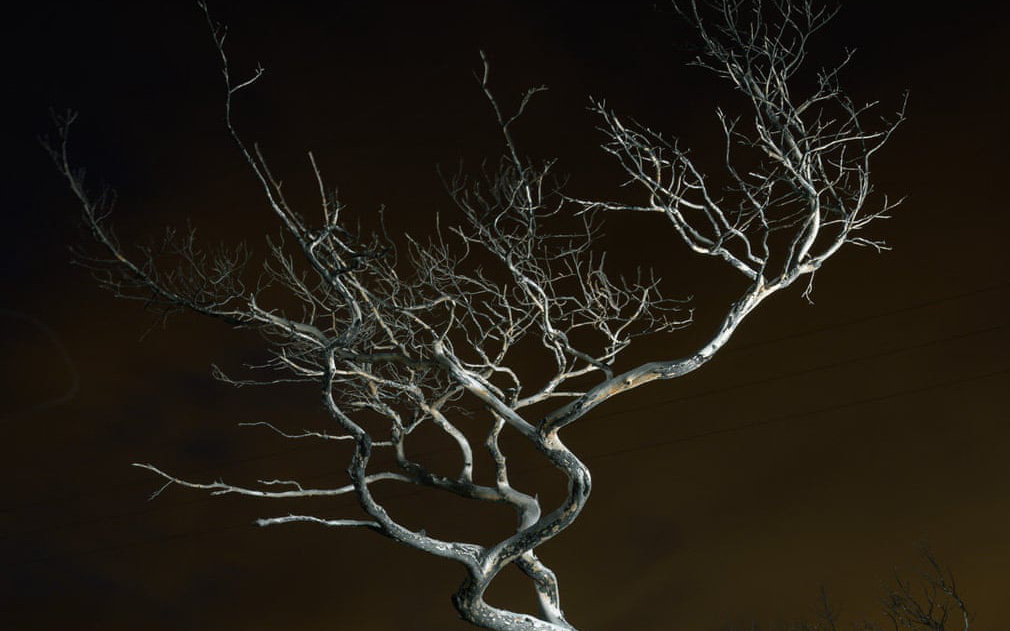 "Cây chết" vào top ảnh môi trường đẹp nhất thế giới