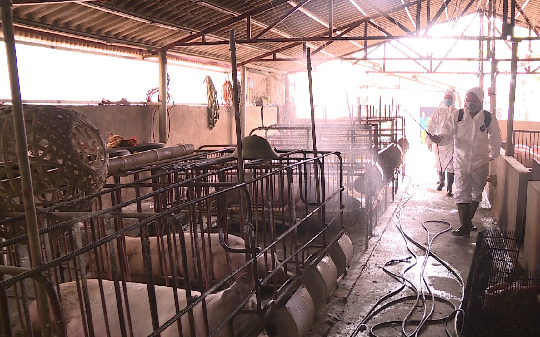 Video: Chăm phun thuốc phòng dịch, hộ chăn nuôi ở Ninh Bình vẫn "dính" tả lợn Châu Phi