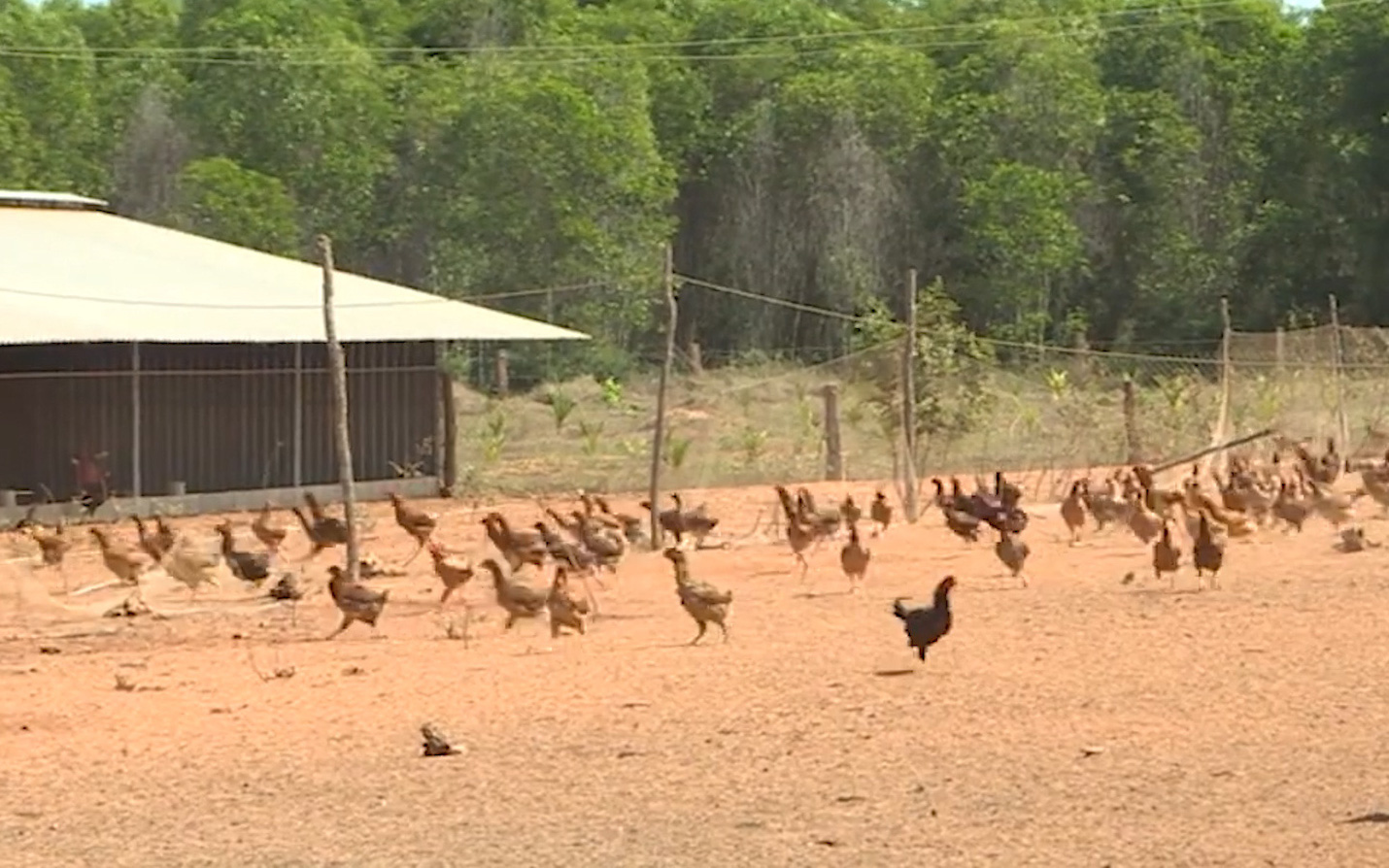 Hiệu quả từ ứng dụng công nghệ sinh học vào chăn nuôi gà