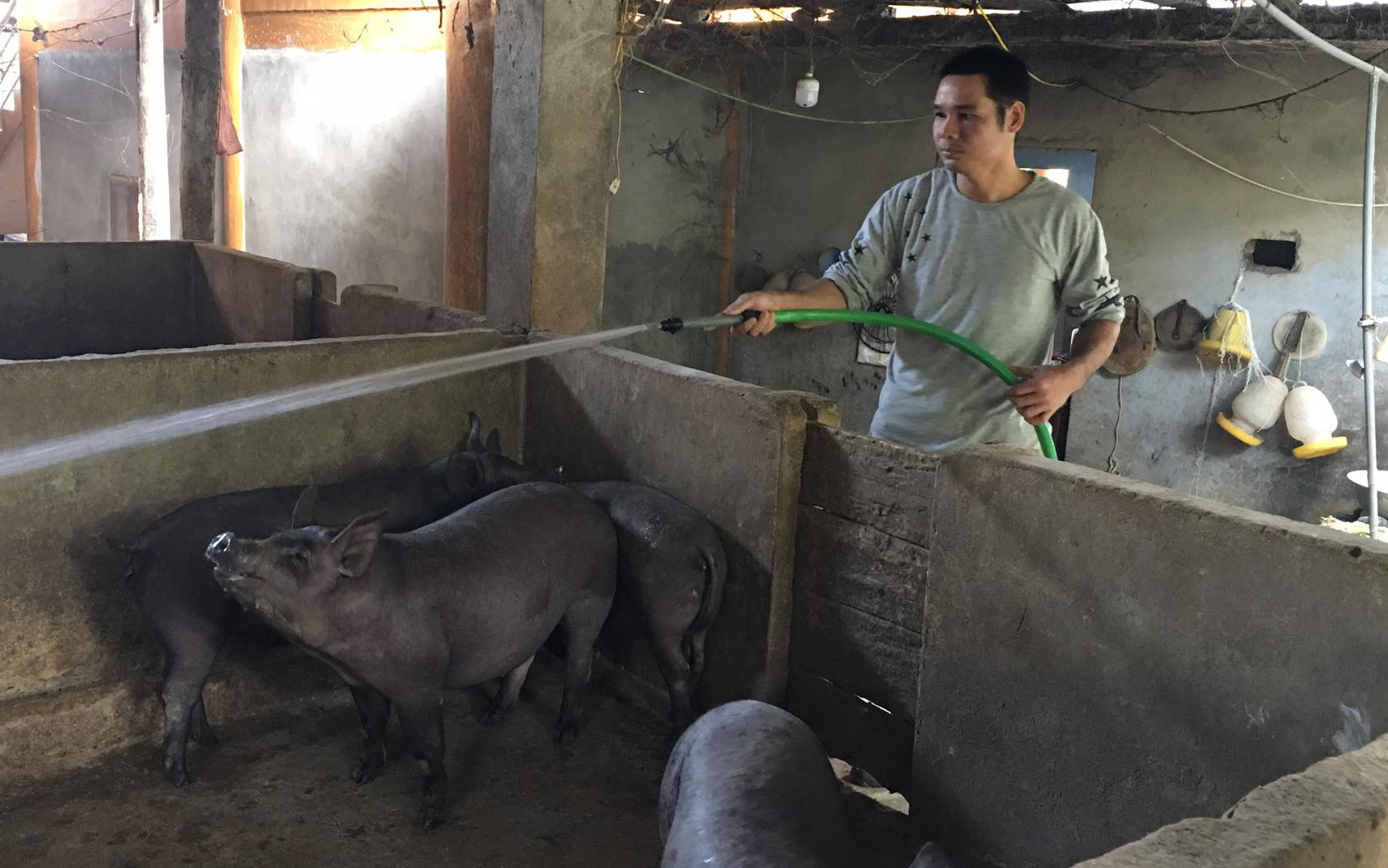 Video: Từ hộ nghèo, anh nông dân thu trên 200 triệu đồng/năm nhờ mô hình khép kín "nấu rượu - nuôi lợn"