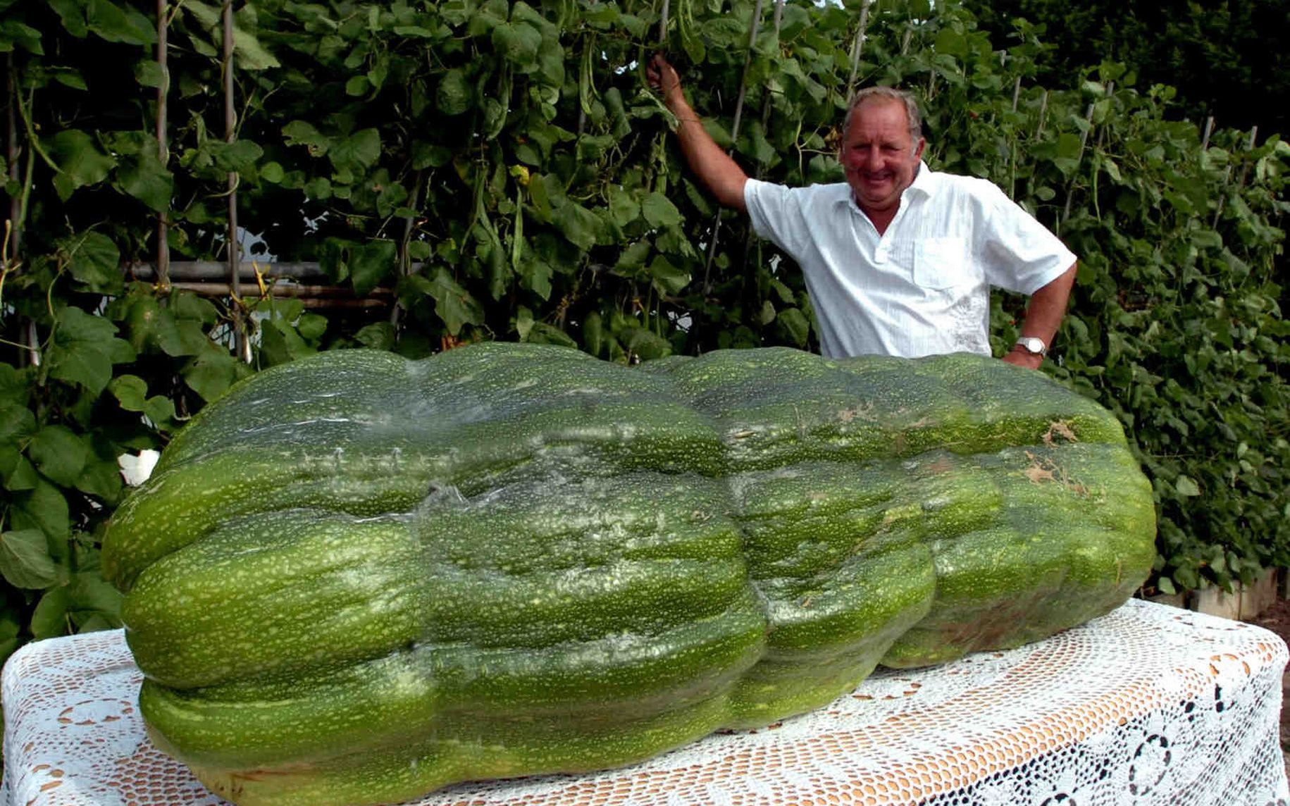 Gia đình 13 người con chuyên trồng những loại quả "siêu to khổng lồ" ở xứ Wales