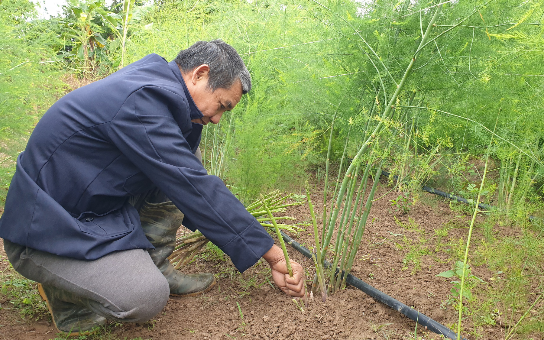 Nam Định: Một ông nông dân ra giữa đảo trồng bạt ngàn thứ "rau vua", cây tốt bời bời mà bỏ túi hàng chục triệu/tháng