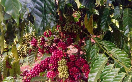 Lâm Đồng bước vào vụ thu hoạch cà phê niên vụ 2020 - 2021