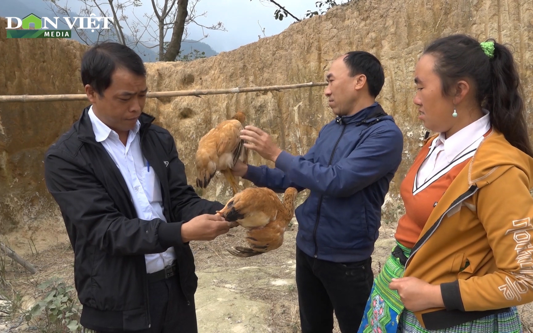 Mô hình nuôi gà đẻ cực hiệu quả, giúp bà con dân tộc ở Pá Lau thoát nghèo