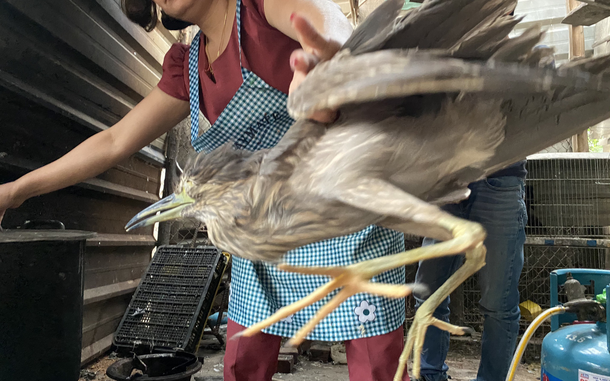 Video điều tra độc quyền: Tràn ngập chim trời, nhà hàng đặc sản ở Hà Nam như "thảo cầm viên" thu nhỏ