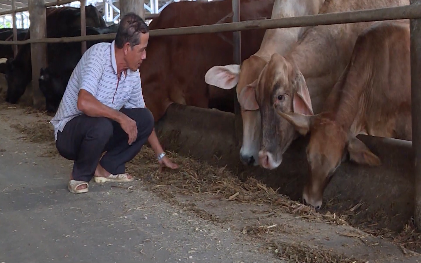 Đồng Nai: Tăng cường phòng chống bệnh lở mồm long móng trên đàn trâu bò