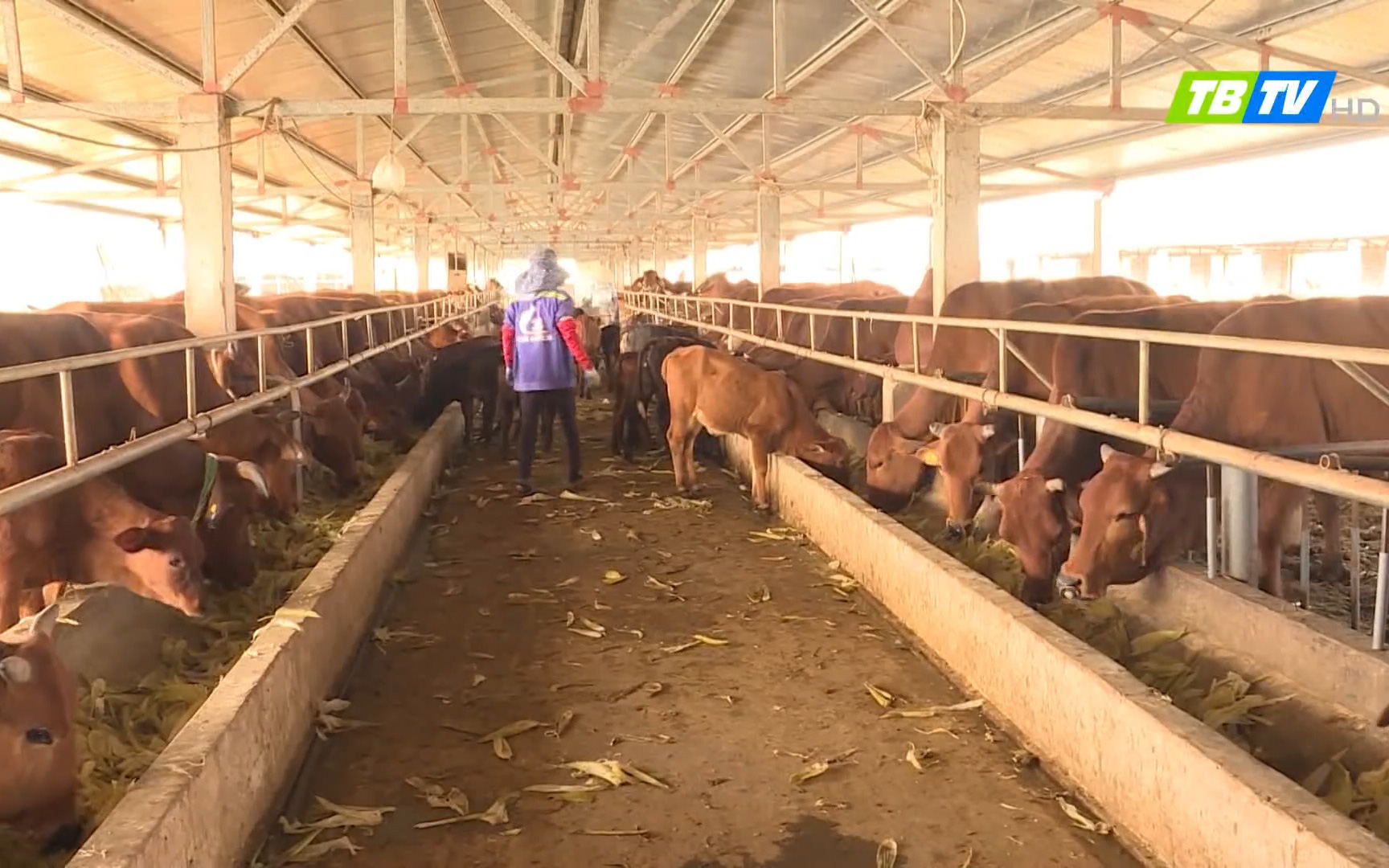 Chăn nuôi bò cao sản: Điều tiên quyết là nông dân phải biết áp dụng KHKT