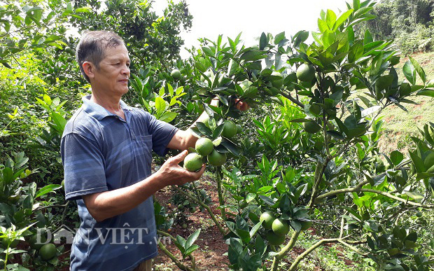 Điện Biên: Trang trại của ông nông dân từng mang tiếng "khùng" nhìn đâu cũng ra con đặc sản, cây đặc sản