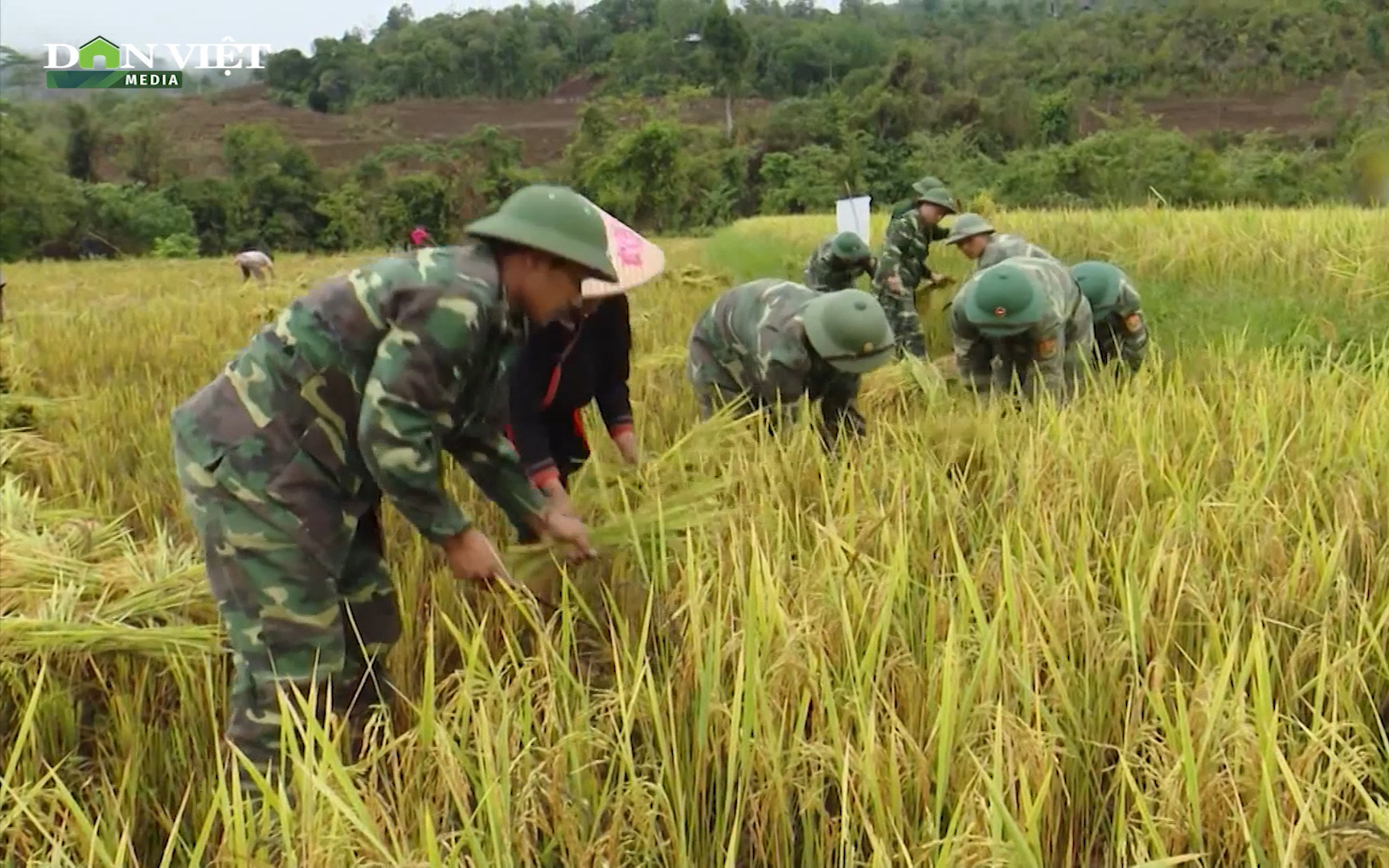 Khi lính biên phòng thành “chuyên gia nông nghiệp” cùng dân trồng lúa nước
