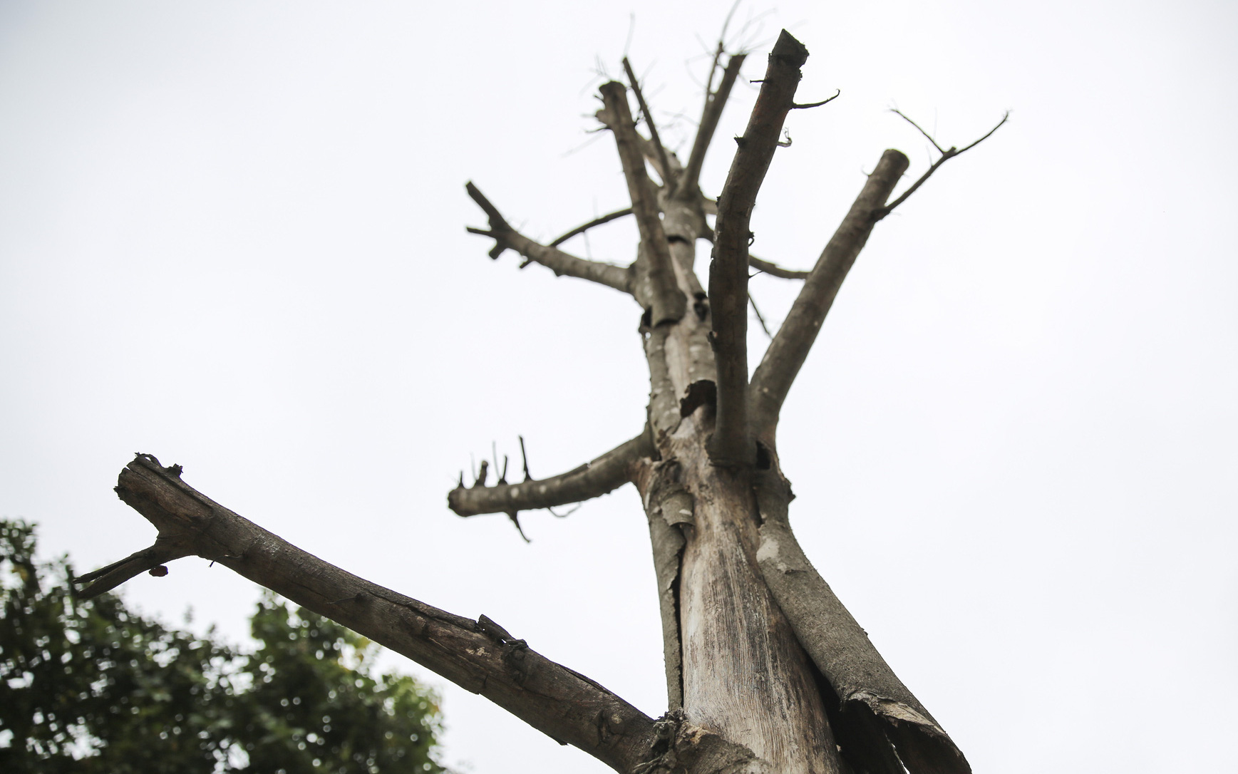 Loạt cây xanh ở Hà Nội chết khô, mục nát gây nguy hiểm trong mùa mưa bão