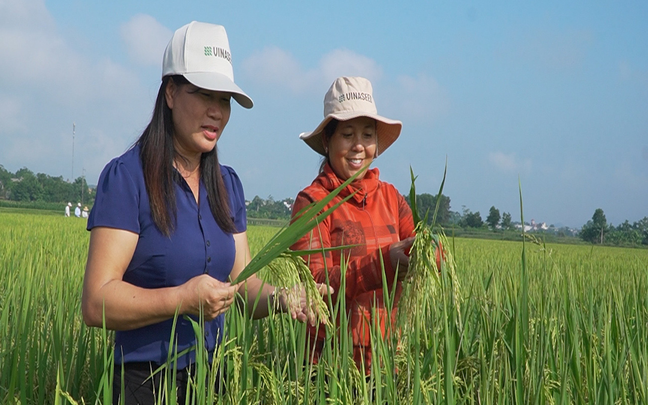 Giống lúa mọc nhanh, thích ứng tốt mà lại chống chịu sâu bệnh mạnh mẽ ở Tuyên Quang, giúp nông dân yên tâm sản xuất