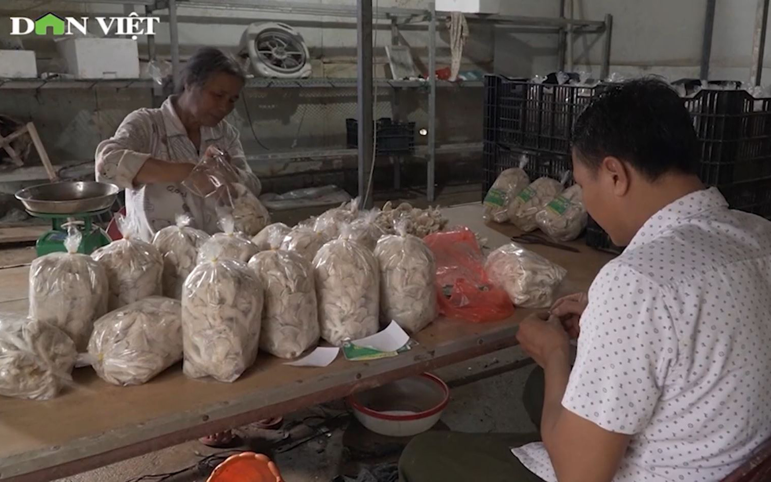 Nông dân Phú Xuyên bỏ túi hàng trăm triệu mỗi năm từ trồng nấm