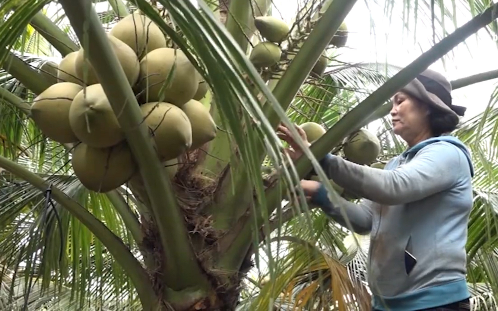 Bình Thuận: Mô hình trồng dừa xiêm đạt hiệu quả cao tại xã Tân Bình (Tx. Lagi)