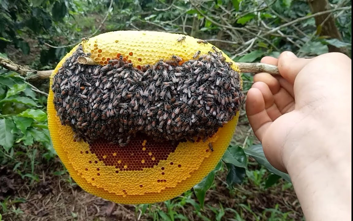 Mật ong ruồi quý nhưng không dễ kiếm