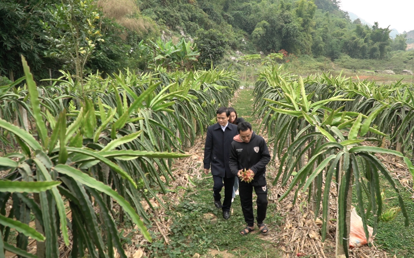 Phát triển chuỗi liên kết trồng cây ăn quả, nông dân Sơn La bỏ túi cả trăm triệu đồng mỗi năm 