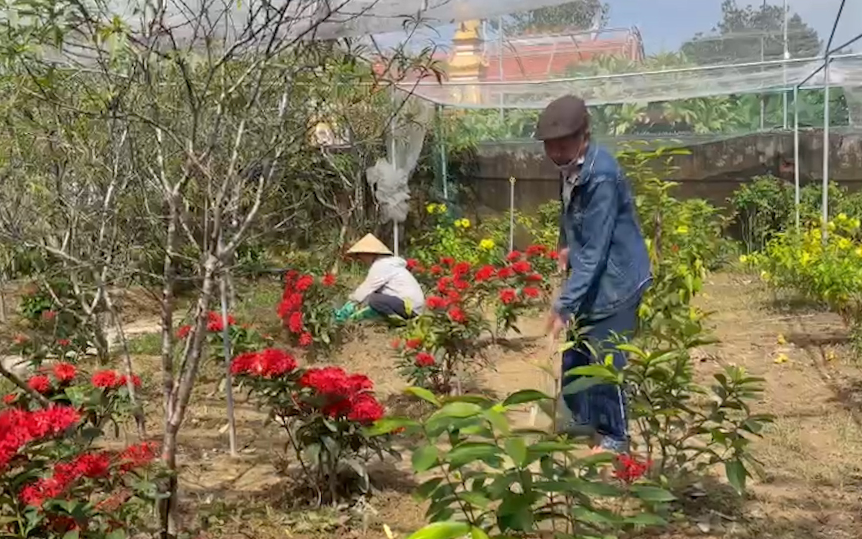 Nghệ An: Sợ "tắc" đầu ra, nông dân giảm diện tích hoa Tết
