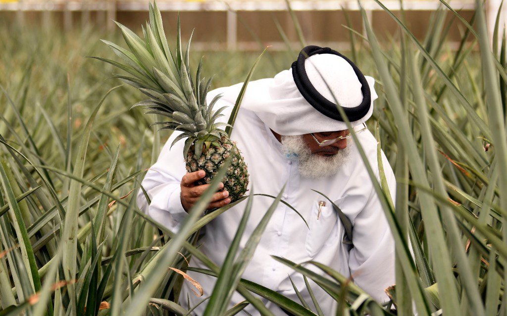 Video: Cuộc "cách mạng xanh" ở Dubai giúp giải quyết vấn đề lương thực