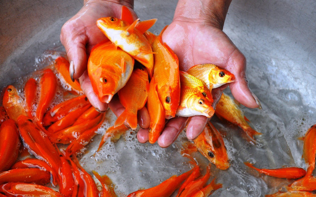 Làng nuôi cá chép đỏ nổi tiếng ở xứ Thanh rộn ràng "kẻ bán, người mua" trước ngày tiễn Táo Quân chầu trời