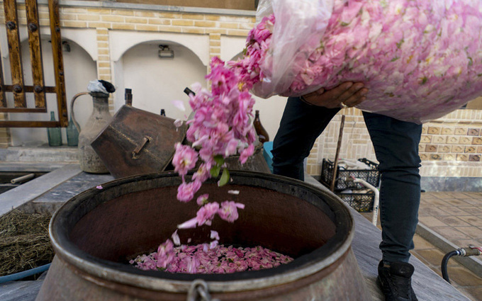 Quy trình cực nghiêm ngặt để sản xuất ra loại nước hoa hồng tốt nhất thế giới