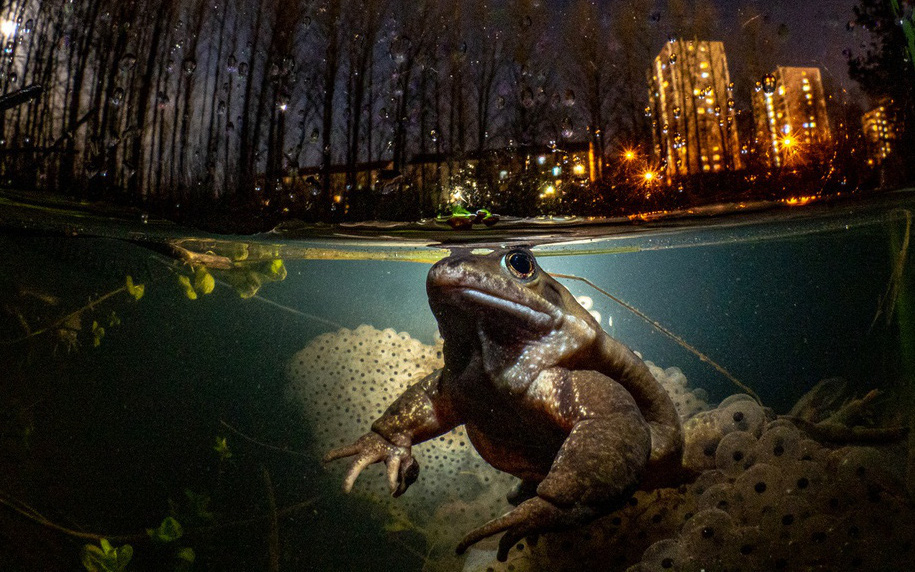 Hình ảnh con ếch đoạt giải cuộc thi Nhiếp ảnh dưới nước năm 2021