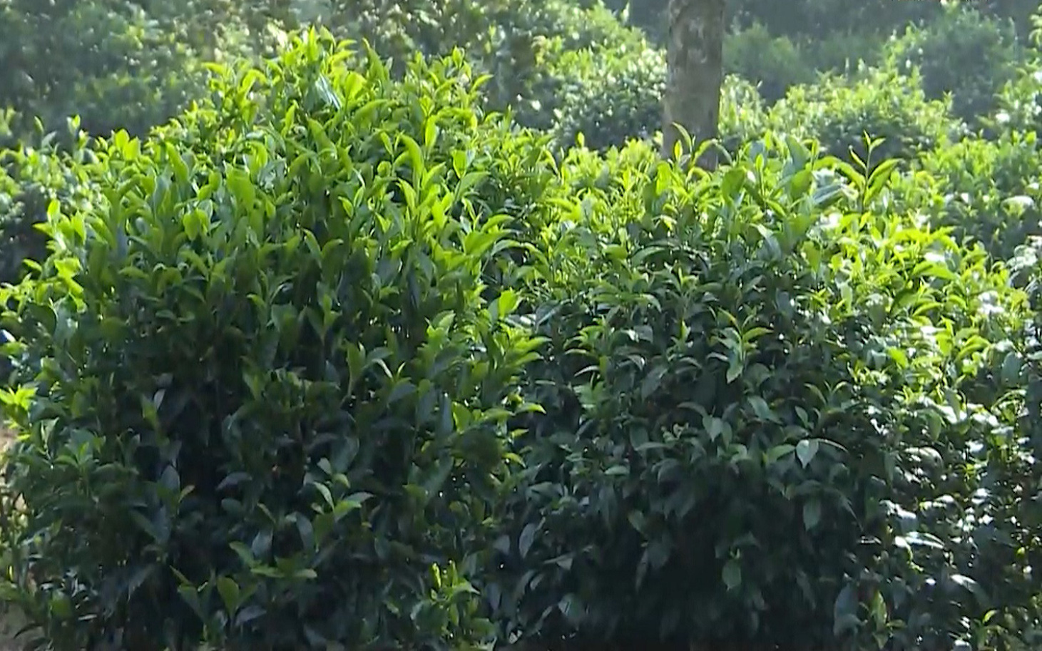 Đồng Nai: Đặc sản trà Phú Hội ở Đồng Nai