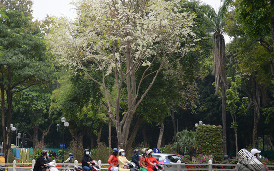 Ngắm hoa sưa "phủ trắng" phố phường Hà Nội