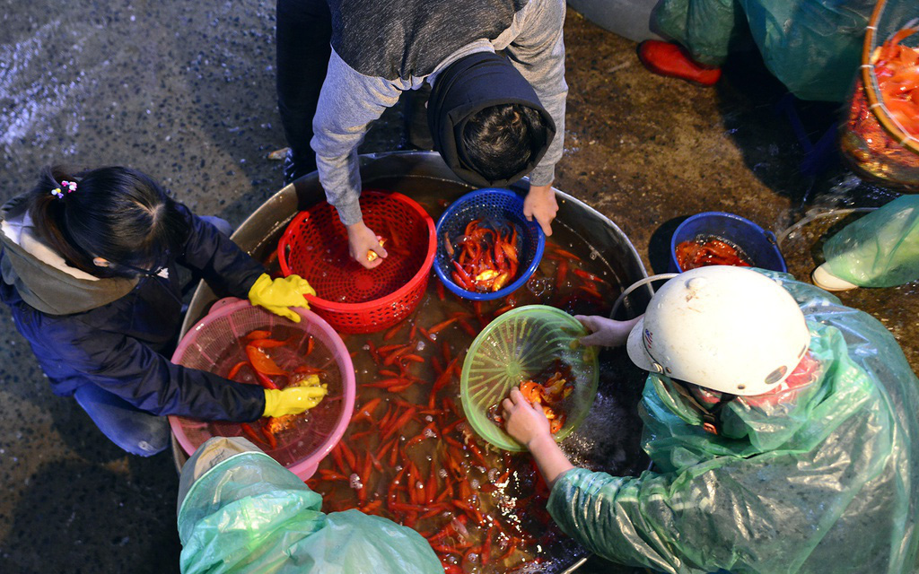 "Đột nhập" chợ cá chép lớn nhất Hà Nội trước ngày Táo quân chầu trời