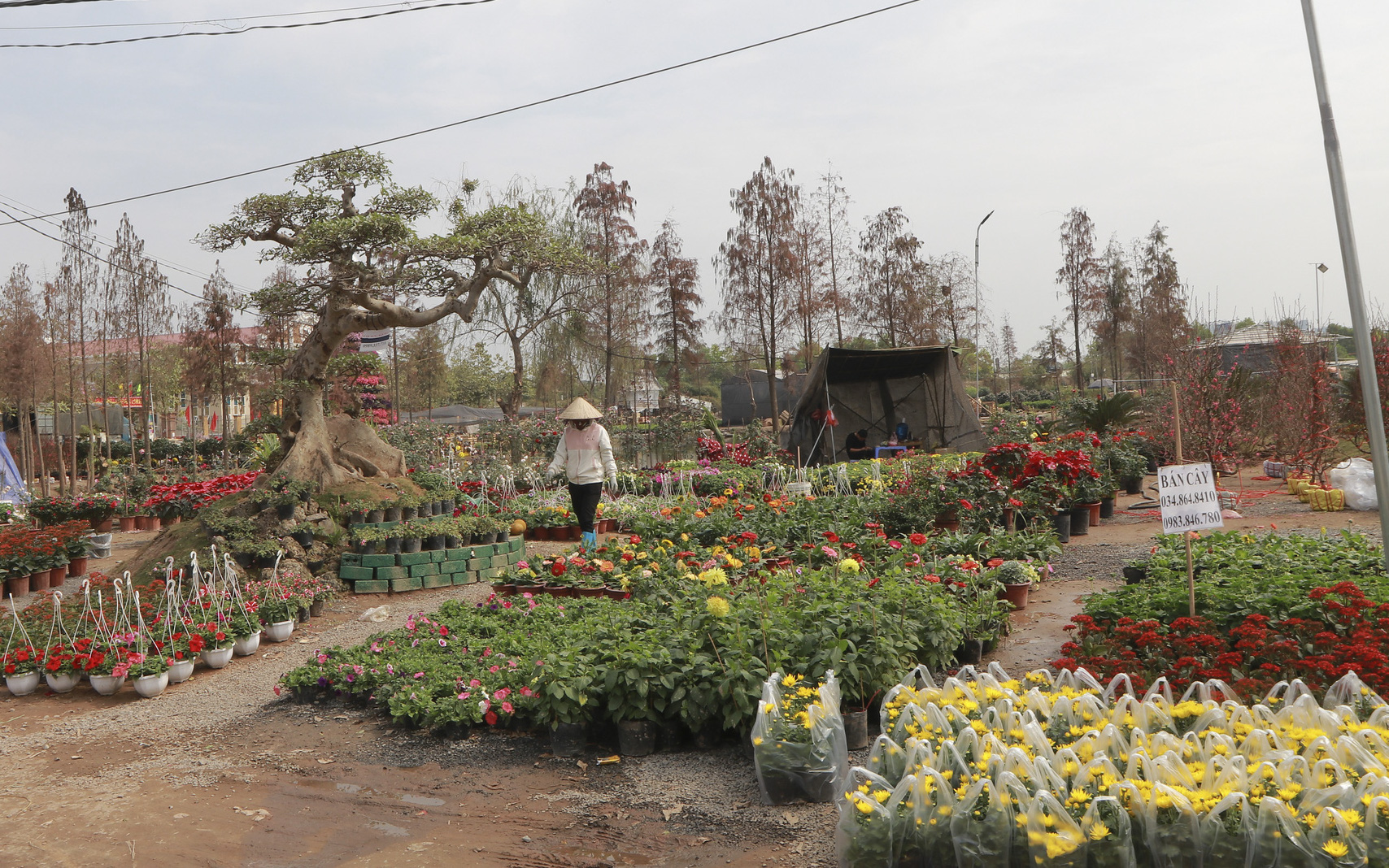 Dịch COVID-19 bùng phát khiến nhà vườn, người bán hoa "sốt ruột" lo ế ở làng hoa Xuân Quan