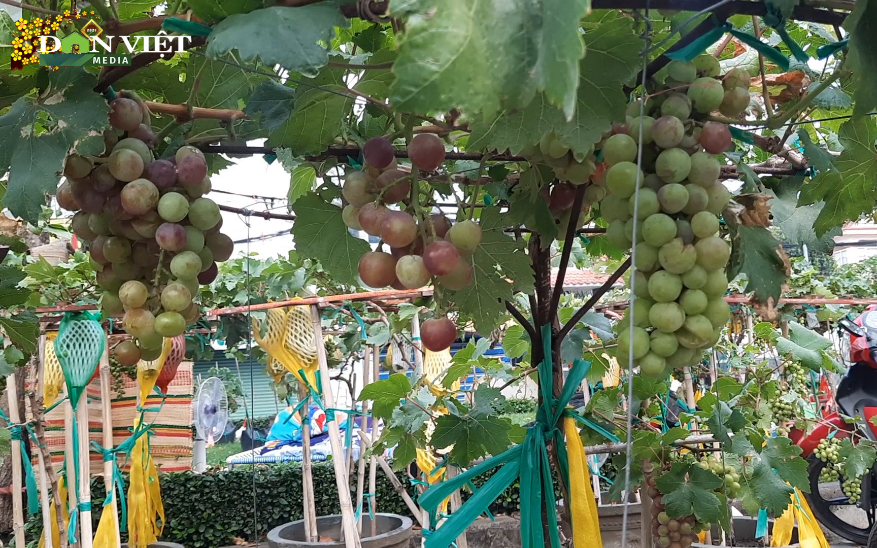 Nho Ninh Thuận thành hàng “độc – lạ” trong các loại cây cảnh ngày tết Tân Sửu 2021
