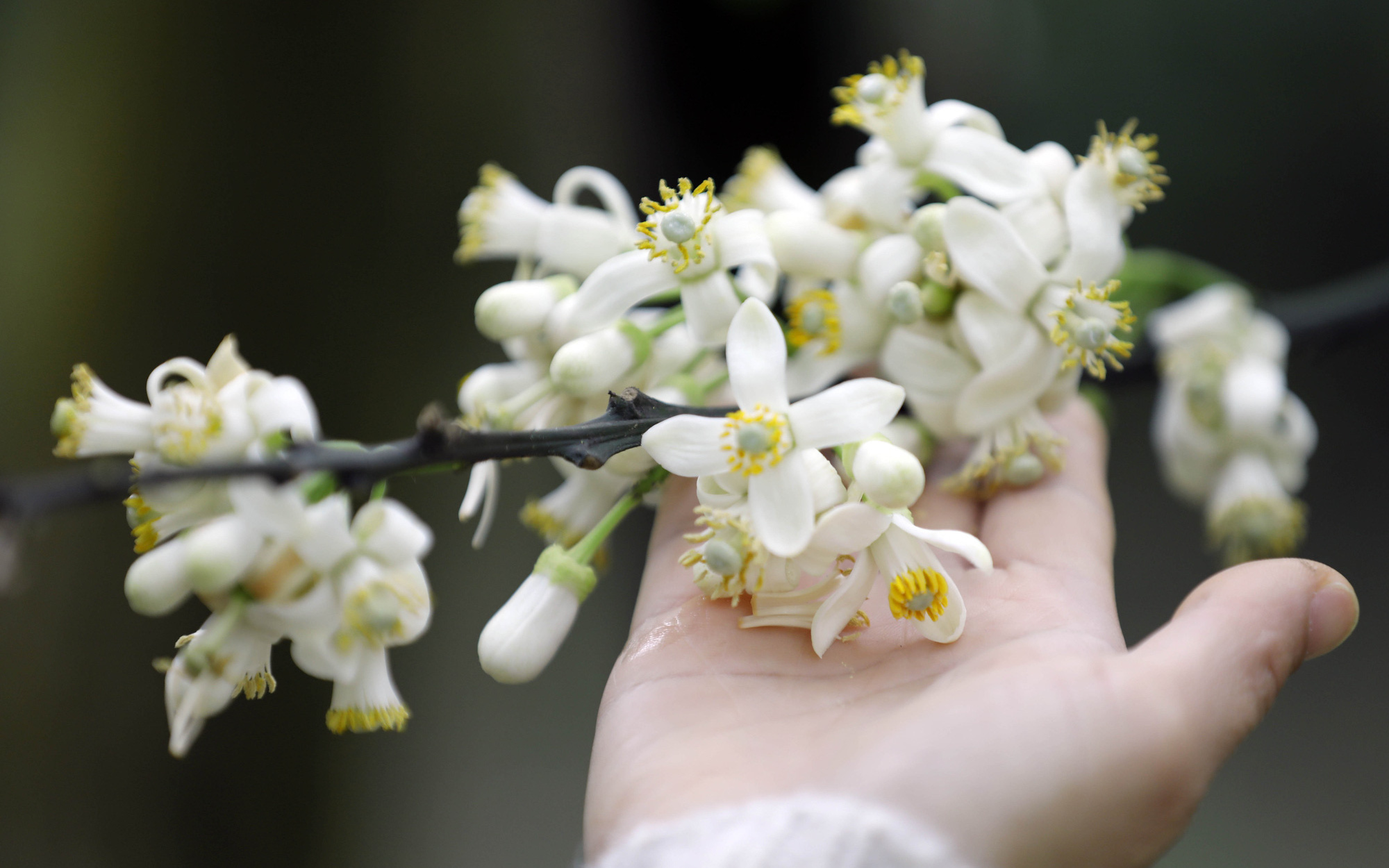 Chiêm ngưỡng "thiên đường hoa bưởi" trắng tinh khôi ở Hà Nội