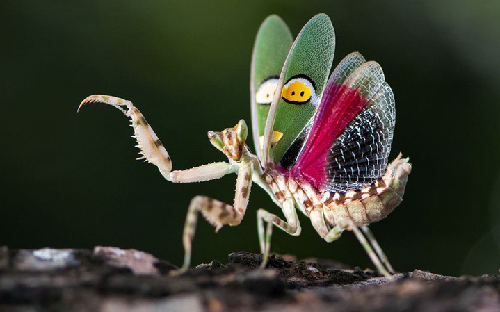 Có gì bên trong khu bảo tồn côn trùng "độc, lạ" ở Thái Lan?