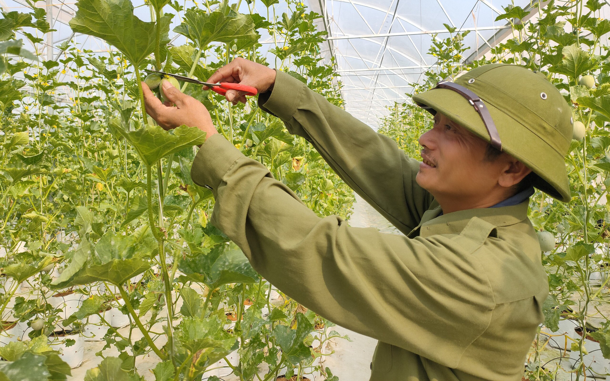 Hà Tĩnh: Ứng dụng công nghệ trồng dưa lưới, “lão nông” lãi hàng trăm triệu đồng mỗi năm