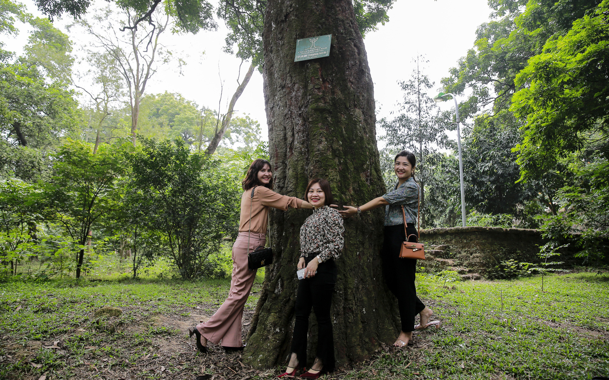 Choáng ngợp rừng lim xanh quý hiếm lâu năm tại Hà Nội