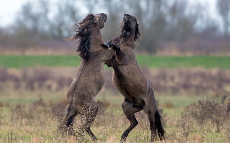 Cận cảnh hai chú ngựa "lên sàn đấu" giành quyền thống trị săn mồi