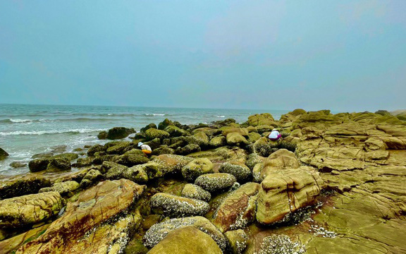 Ảnh: Nghề khe hàu biển tự nhiên bên bãi rêu xanh biển Quỳnh