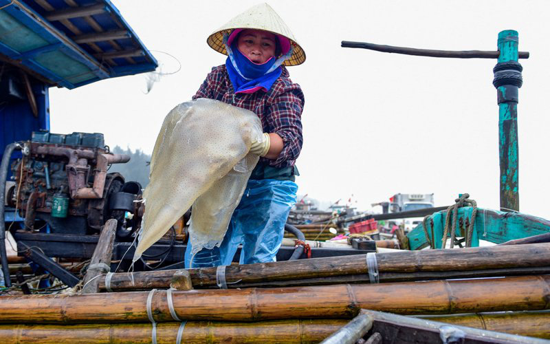 Vào mùa sứa biển, ngư dân Thanh Hóa có tiền triệu nhờ "lộc trời"