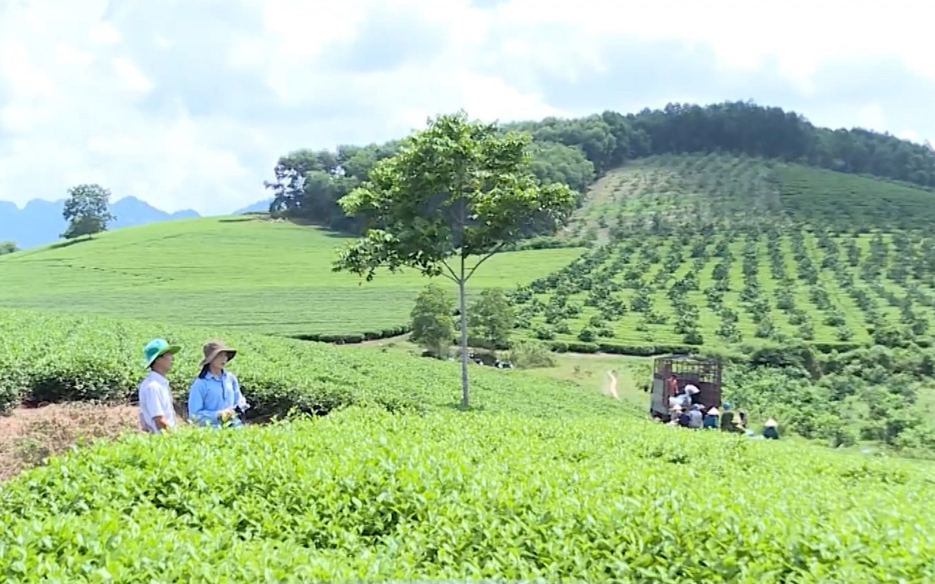 Tuyên Quang: Thay đổi, nâng cao chất lượng sản phẩm nông sản, có hộ thành viên thu về hơn 100 triệu/năm/hecta từ trồng chè