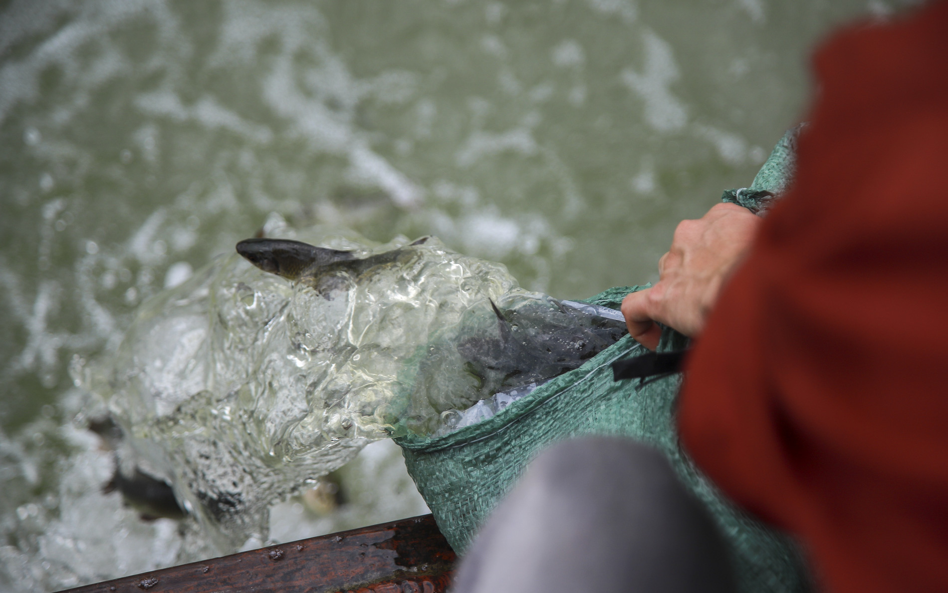 Hơn 10 tấn cá được phóng sinh trên quê hương Bác Hồ