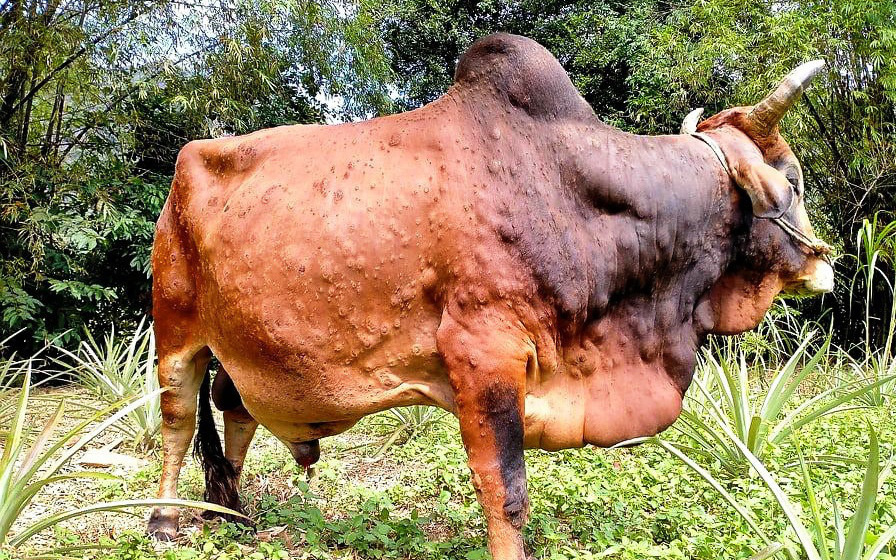 Không di chuyển trâu, bò nhiễm bệnh viêm da nổi cục ra khỏi vùng dịch