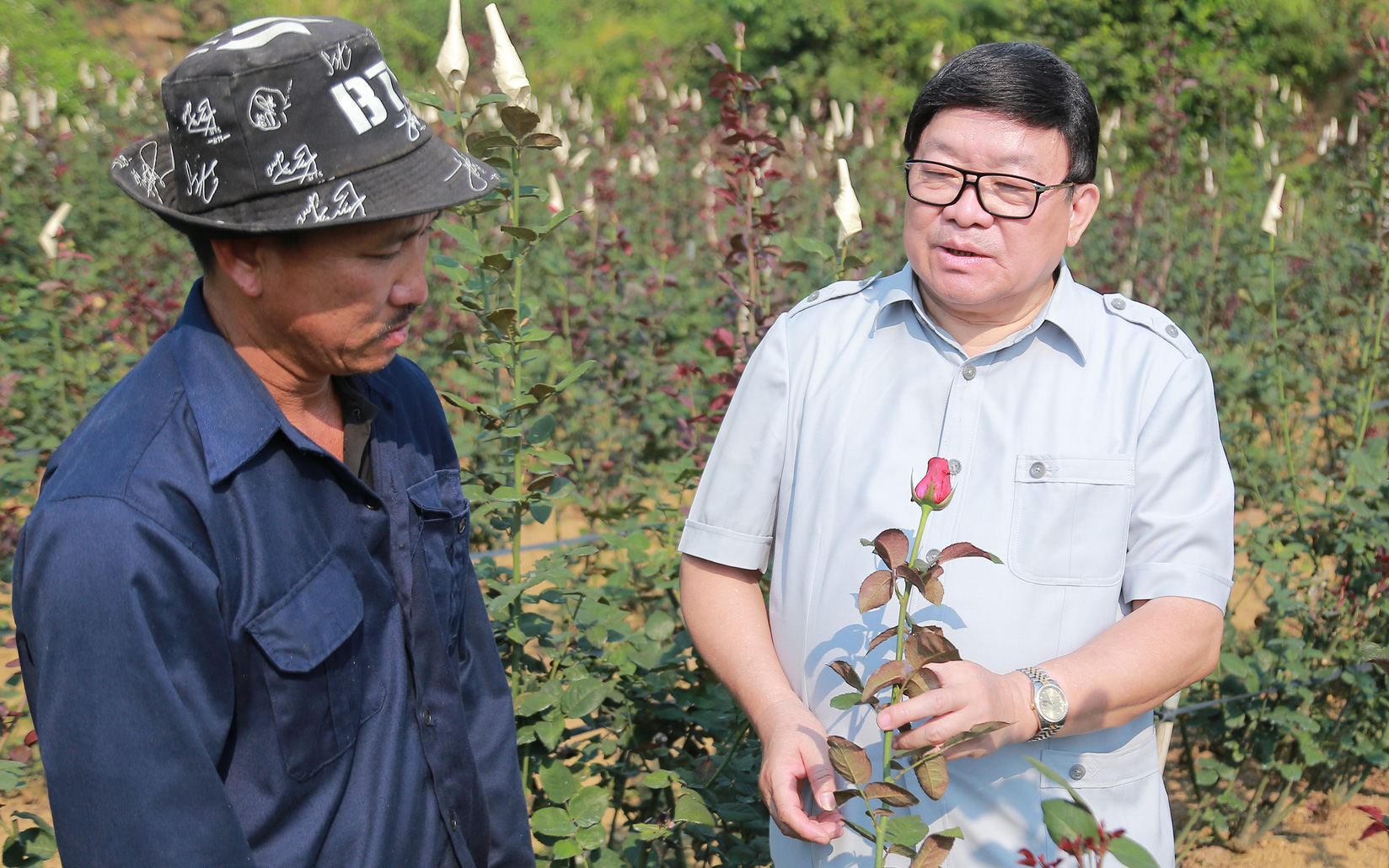 Chủ tịch Hội ND Việt Nam đánh giá cao mô hình trồng hoa hồng tại huyện Tam Đường, tỉnh Lai Châu