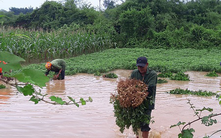 Hà Tĩnh: Mưa lớn nhấn chìm hoa màu, nông dân vội thu hoạch non