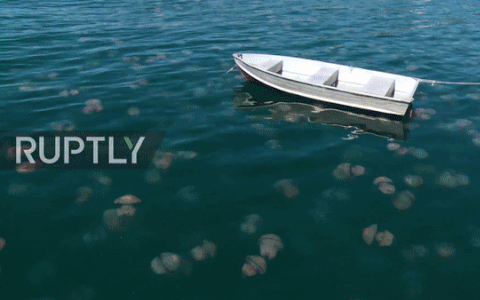 Cảnh tượng ngoạn mục khi hàng nghìn con sứa "xâm chiếm" bến tàu Audace của Ý