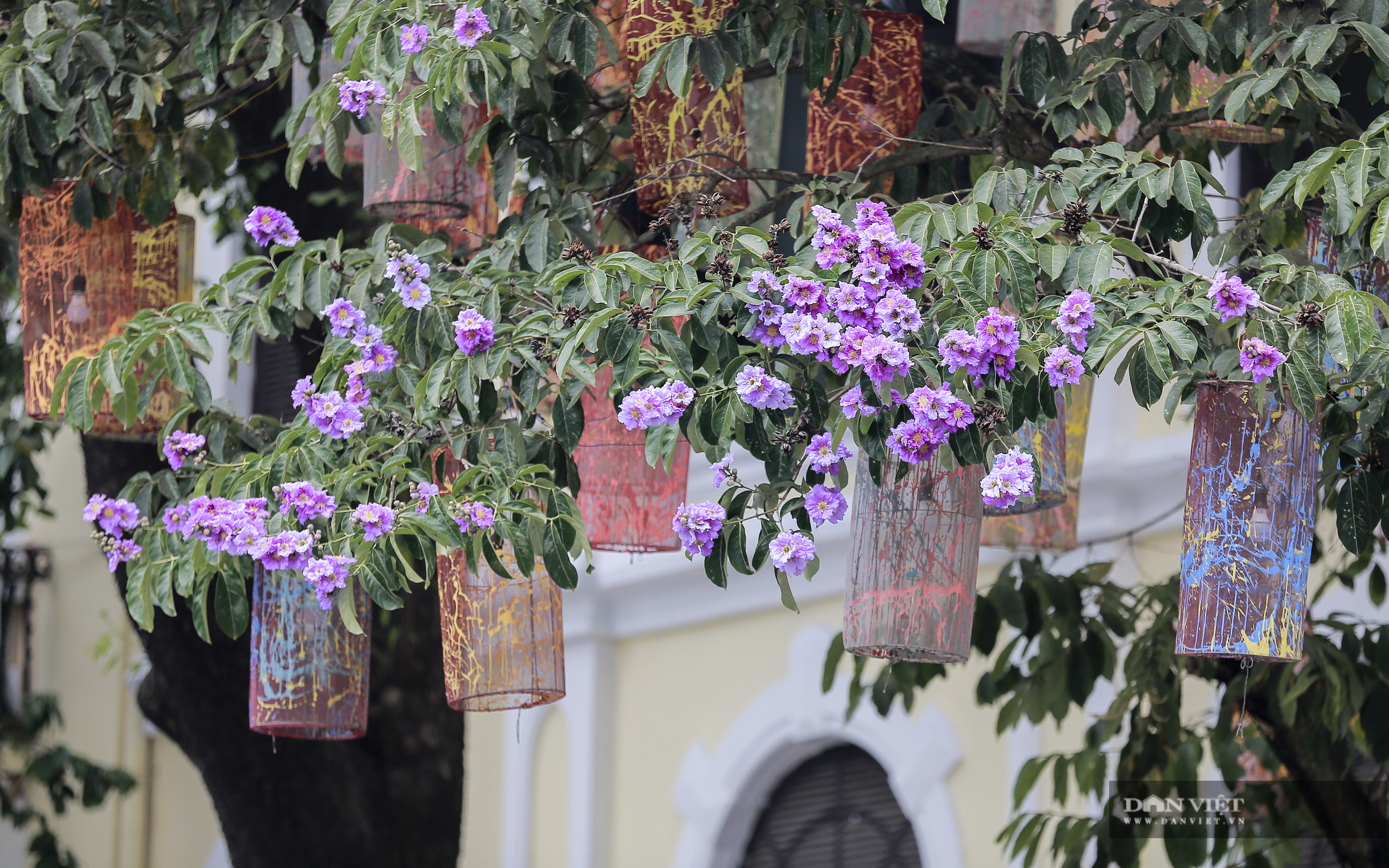 Loài hoa biểu tượng của sự thủy chung nở rộ khắp đường phố Hà Nội