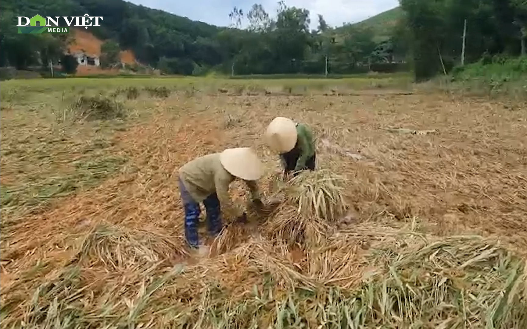 Nghệ An: Giông lốc bất ngờ khiến hàng ngàn ha lúa đổ rạp, bà con nông dân khóc ròng 